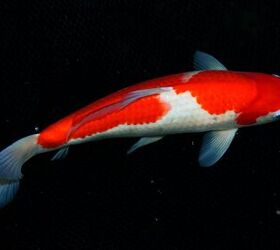 15 different types of koi fish with photos