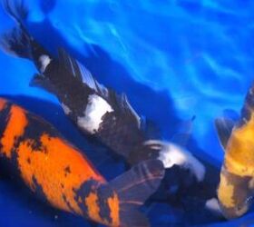 15 different types of koi fish with photos