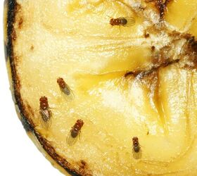 Fruit Flies Vs. Drain Flies: What Are The Major Differences?
