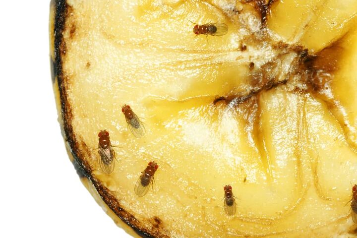 fruit flies vs drain flies what are the major differences