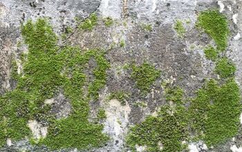 How To Remove Moss From Concrete (Quickly & Easily!)