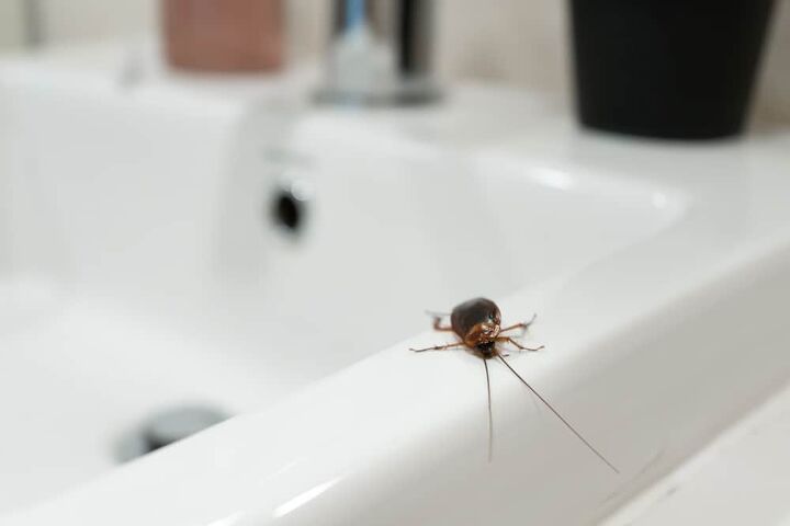 can cockroaches come up through the toilet find out now