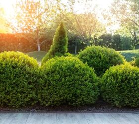 when to trim and shape boxwoods and how to do it