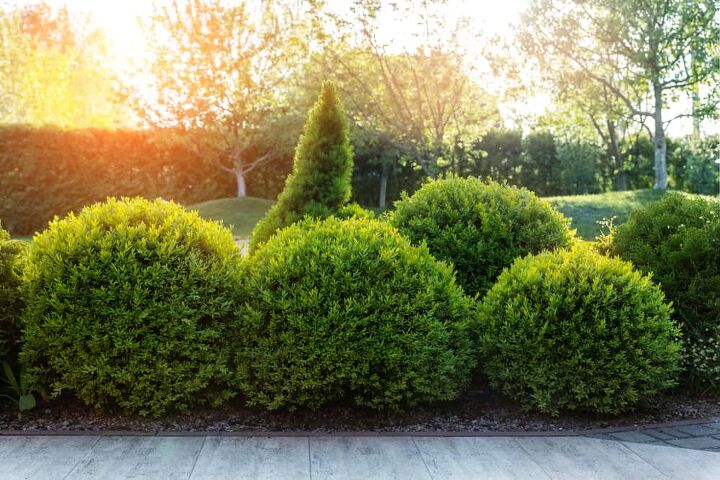 When To Trim And Shape Boxwoods (And How To Do It!)