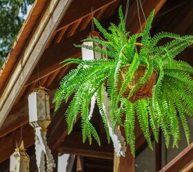 Different Types of Fern Plants (with Photos)