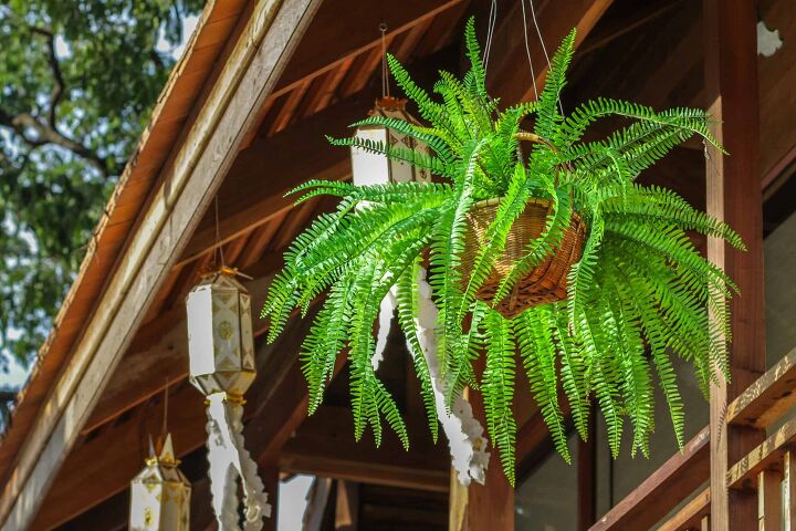 different types of fern plants with photos