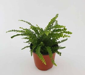 different types of fern plants with photos