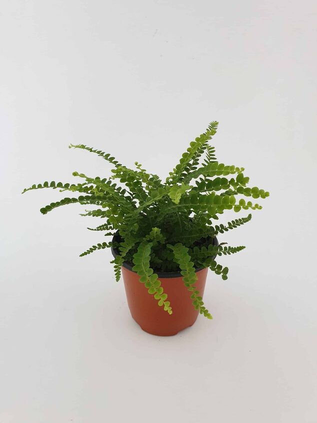 different types of fern plants with photos