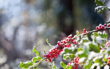 20 Different Types of Holly Bushes (with Photos)