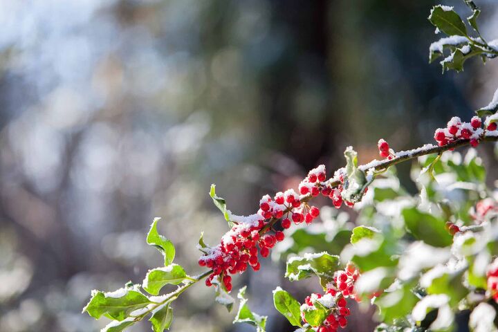 20 different types of holly bushes with photos