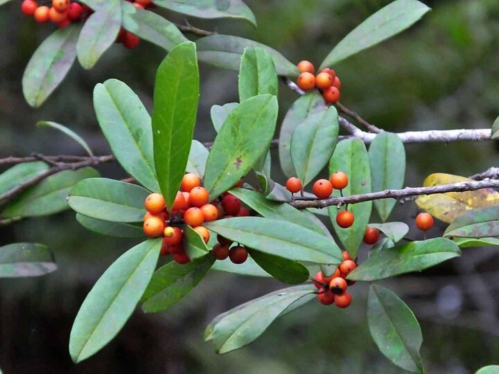 20 different types of holly bushes with photos