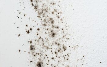 At What Temperature Does Mold Die? (Find Out How To Kill Mold!)