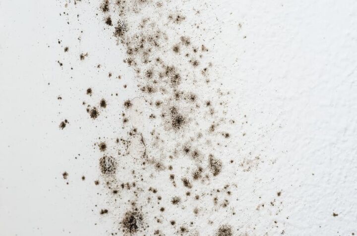 at what temperature does mold die find out how to kill mold