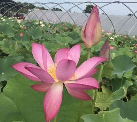 37+ Different Types of Lotus Flowers (with Photos)