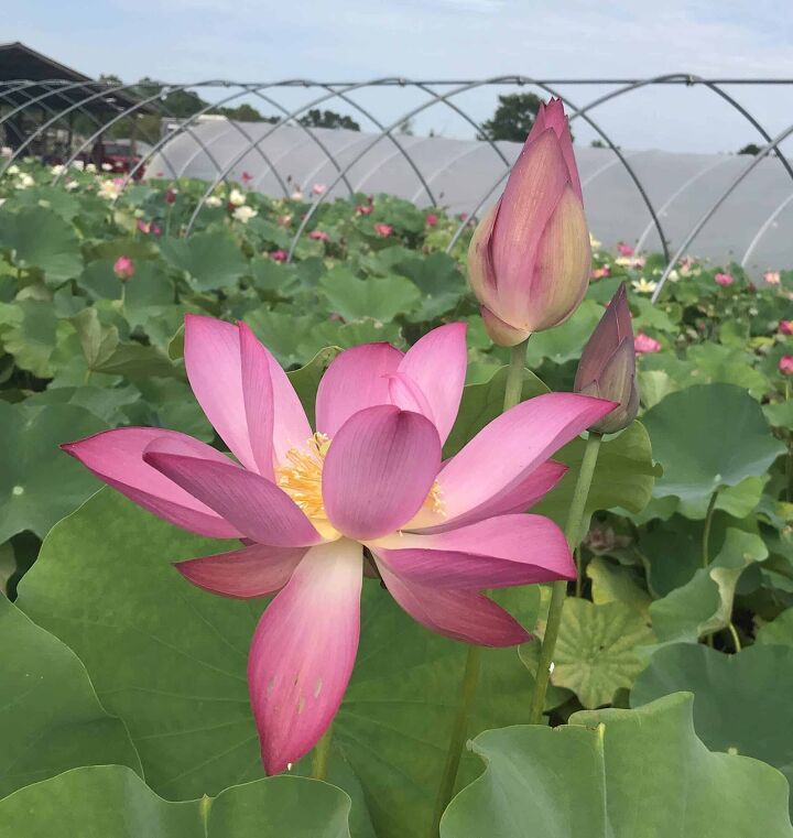 37+ Different Types of Lotus Flowers (with Photos)