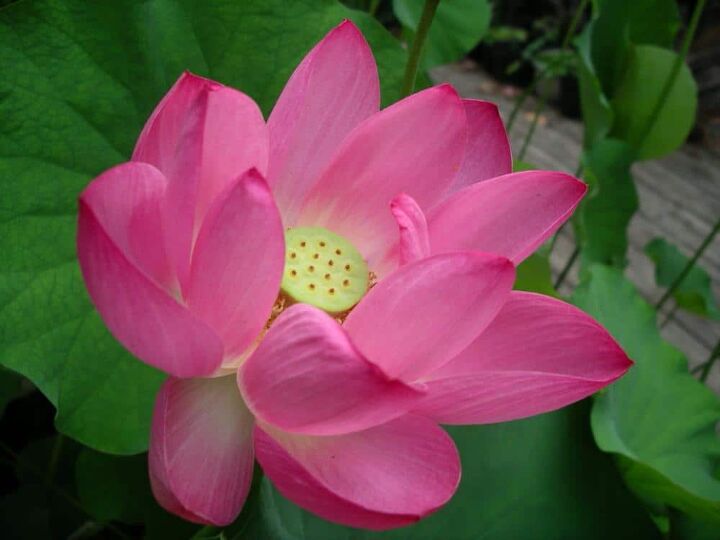 37 different types of lotus flowers with photos