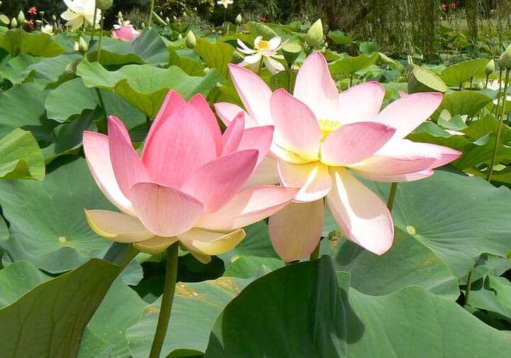 37 different types of lotus flowers with photos