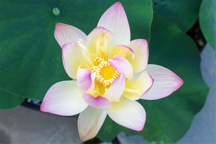 37 different types of lotus flowers with photos