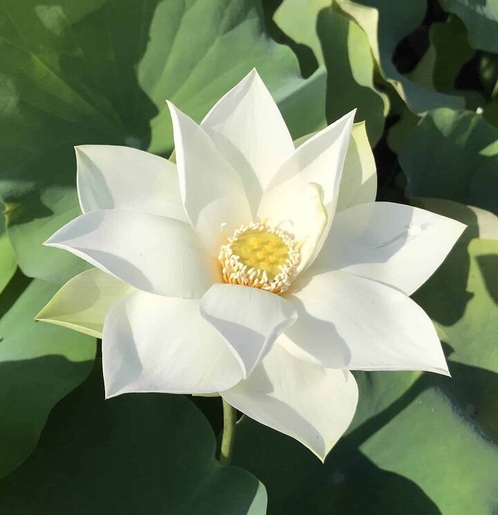 37 different types of lotus flowers with photos