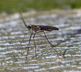 12 different types of gnats with photos