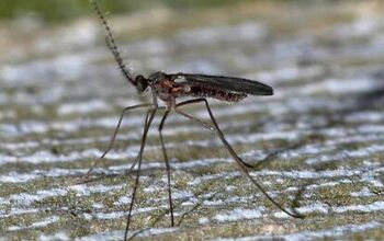 12 Different Types of Gnats (with Photos)