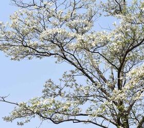 17 types of dogwood trees with photos