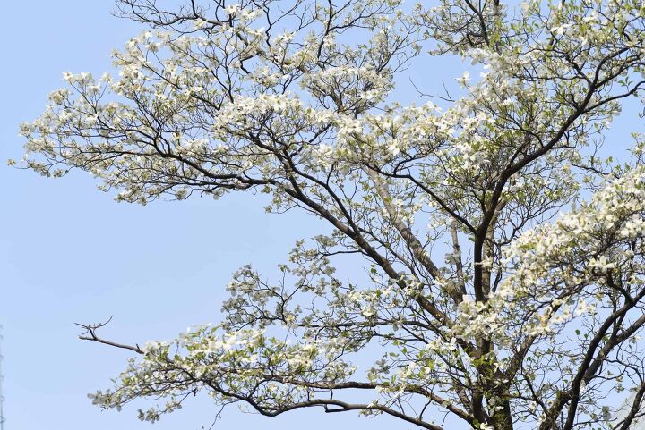 17 types of dogwood trees with photos
