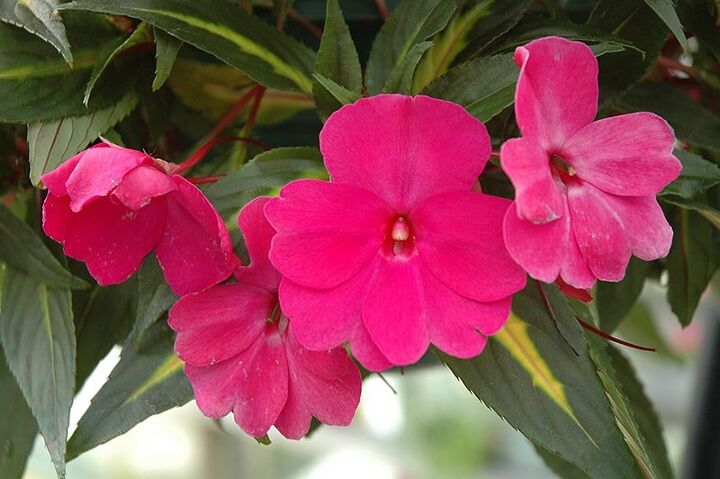 70 types of impatiens with pictures