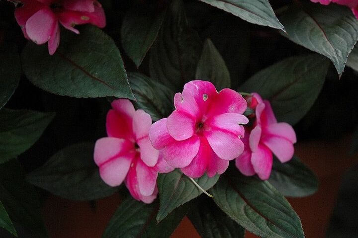 70 types of impatiens with pictures