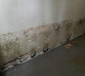 how to get rid of mold in your basement quickly easily