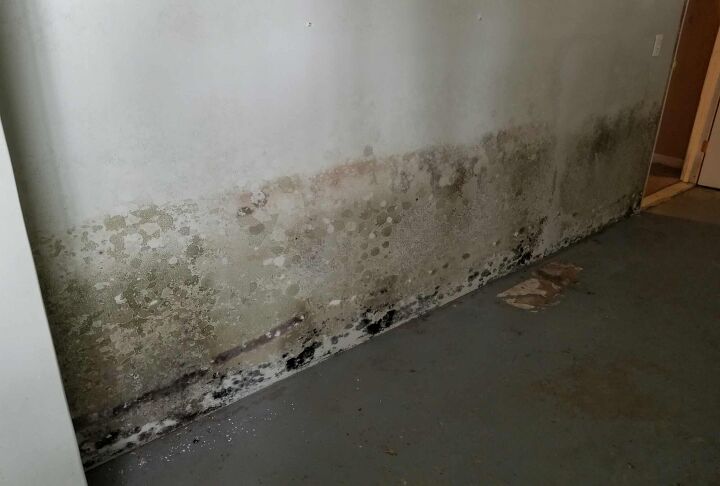 how to get rid of mold in your basement quickly easily