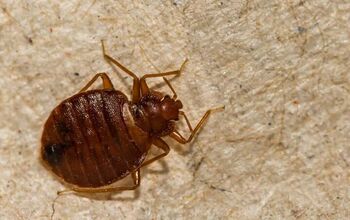 Will Bleach Kill Bed Bugs? (Find Out Now!)