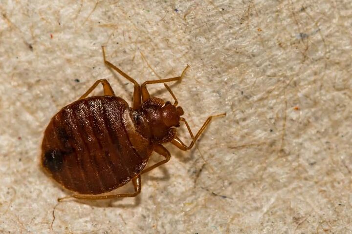 will bleach kill bed bugs find out now