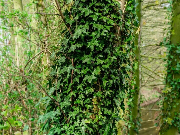 14 types of ivy plants indoors outdoors
