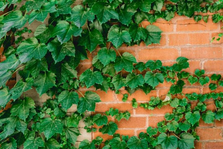 14 types of ivy plants indoors outdoors