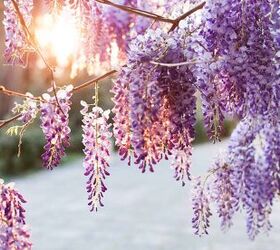 12 Different Types of Wisteria (with Photos)