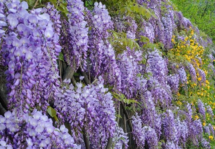 12 different types of wisteria with photos