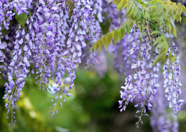 12 different types of wisteria with photos