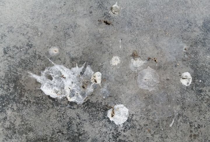 how to clean bird poop off concrete quickly easily