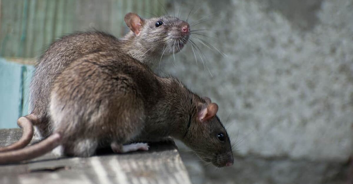 Vivid Can Rats Chew Through Concrete Picture Illustration Vivid Can Rats Chew Through Concrete Picture Illustration