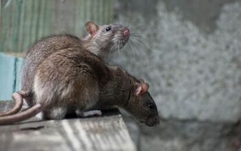 Can Rats Chew Through Concrete? (Find Out Now!)