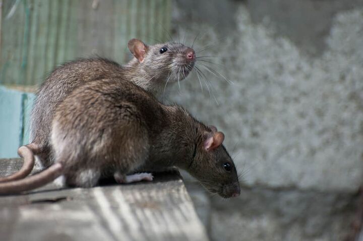can rats chew through concrete find out now