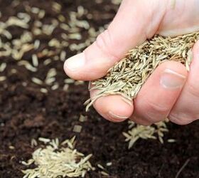 How Long Does Grass Seed Last? (Find Out Now!)