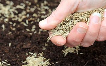 How Long Does Grass Seed Last? (Find Out Now!)