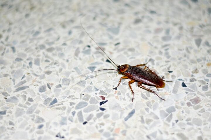 will roaches leave a cold house find out now