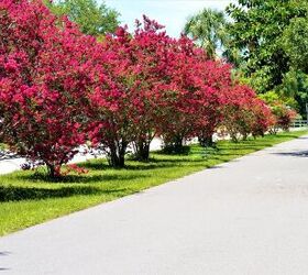Red Rocket Crape Myrtle Vs. Dynamite: Which One Is Better?