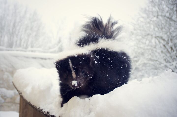 house smells like skunk in the winter possible causes fixes
