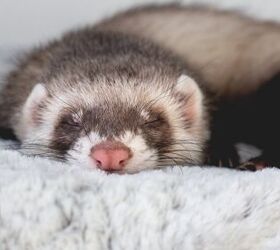 House Smells Like Ferret? (Possible Causes & Fixes)