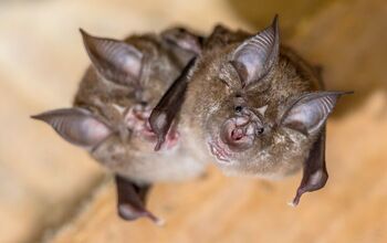 How Long Can A Bat Survive In A House? (Find Out Now!)
