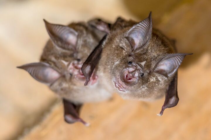 How Long Can A Bat Survive In A House? (Find Out Now!)